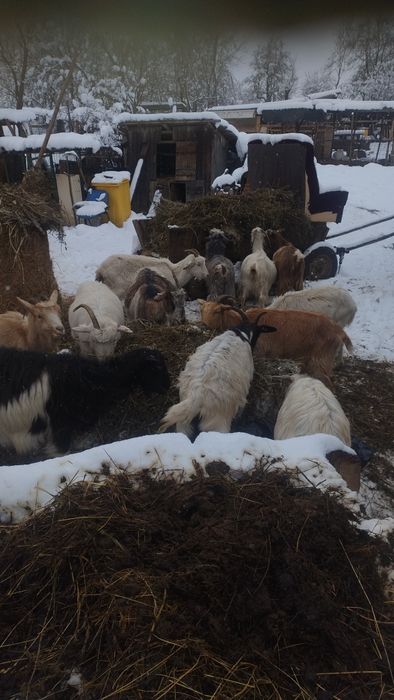 Capre tinere și iede