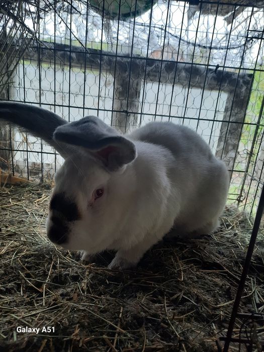 Iepure mascul urias de transilvania