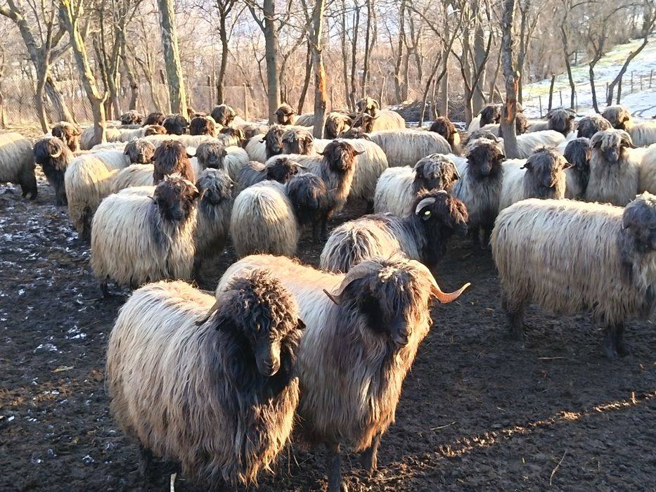 Vând oi tinere fătătoare