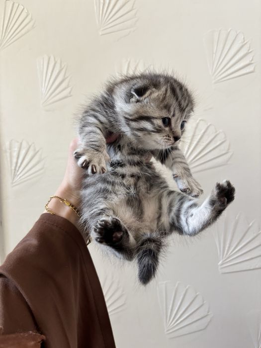 Шотландский котик, мальчик, продаётся