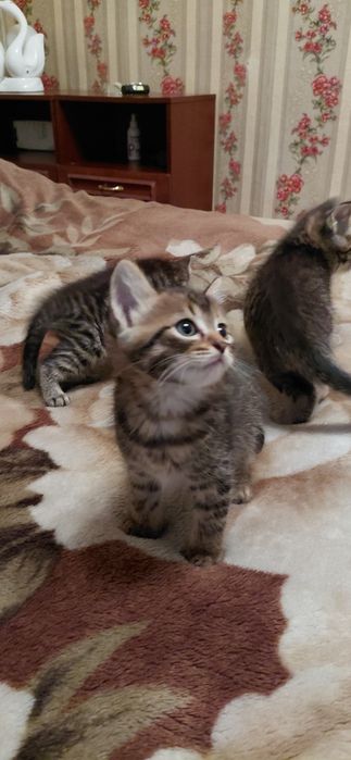 Отдам в добрые руки котят