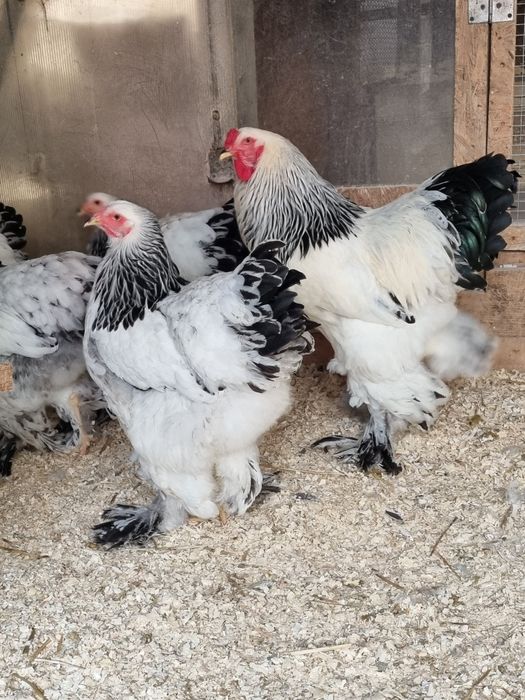 Vănd pui de găină din rasa Brahma 4 varietăți și Wyandotte