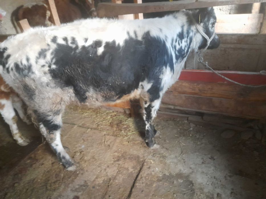 Бұқалар саиылады