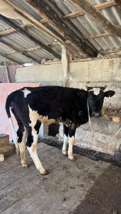 Екы бас урғашы бзаудар