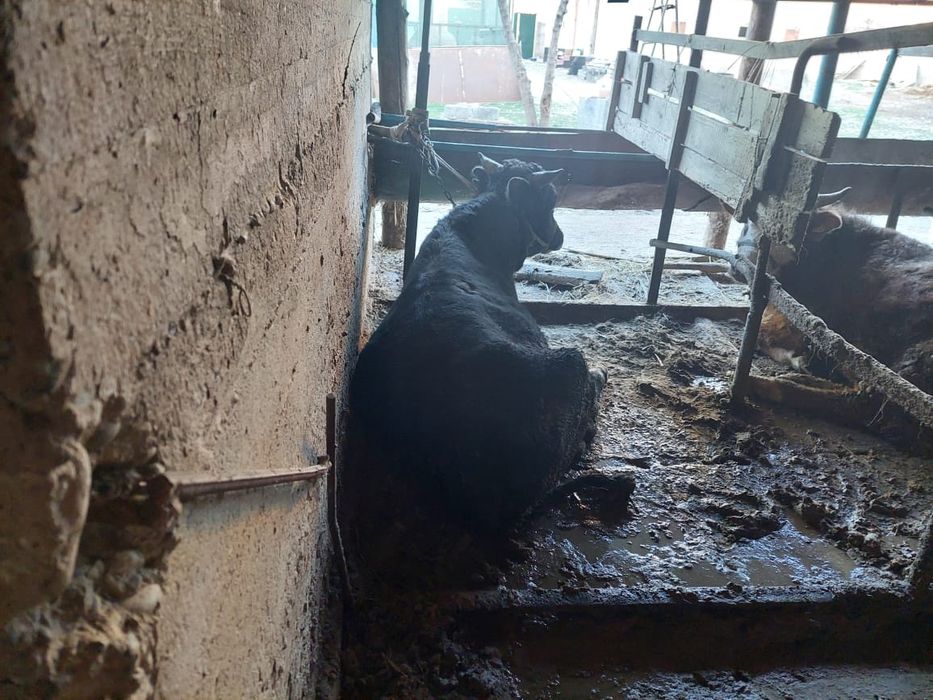 Буха бык бұқа құнажын