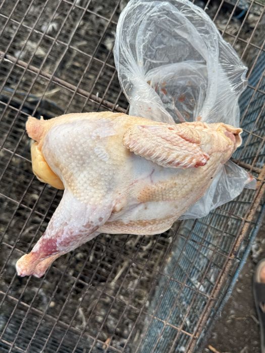 Продам суповых курей