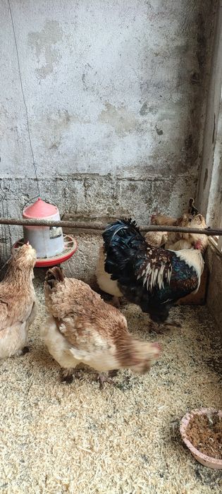 Ouă de incubat de la wyandotte gsg, faverolles somon și moțate