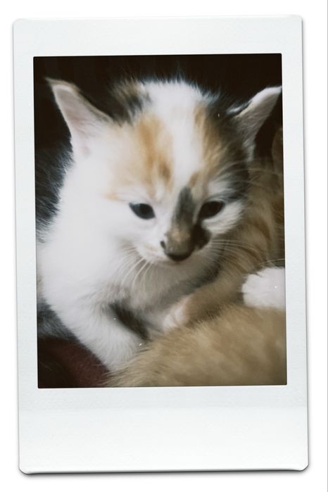 Котята милые домашние