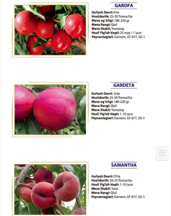 Шафтоли кучатлари сотувда