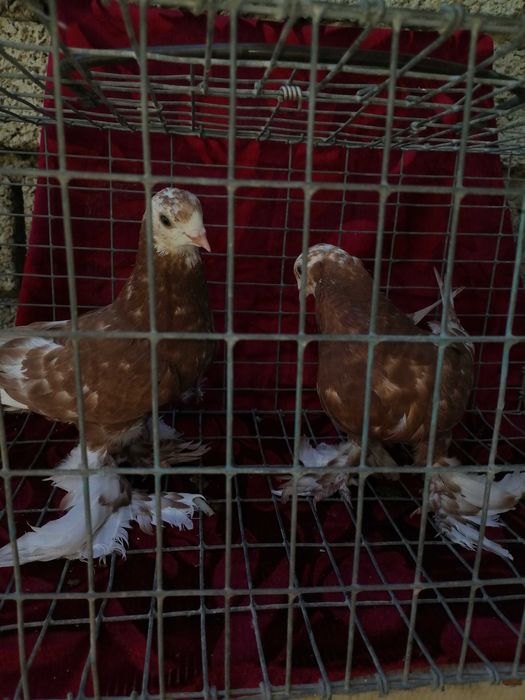 Белоголовые пискуны из под белоголовых голубе на продажу
