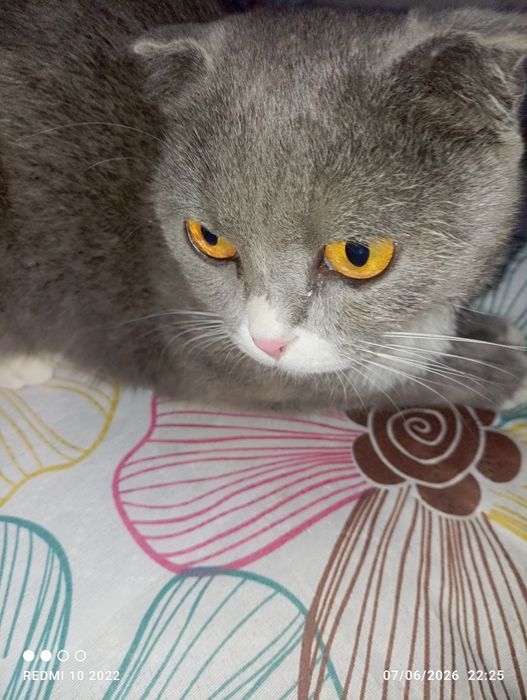 Zotdor: orginal (Scottish Fold)