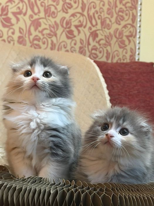 Шотландские длинношерстные  малыши