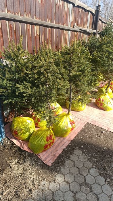 В продаже есть сажинцы