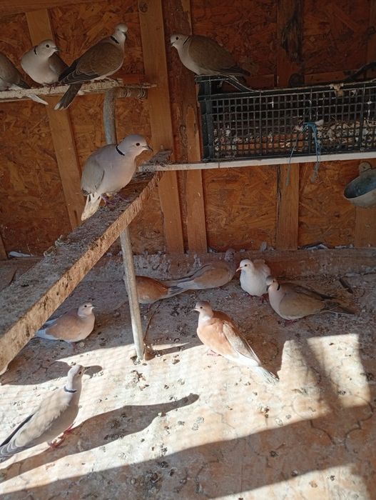 Смеещи се Гугутки