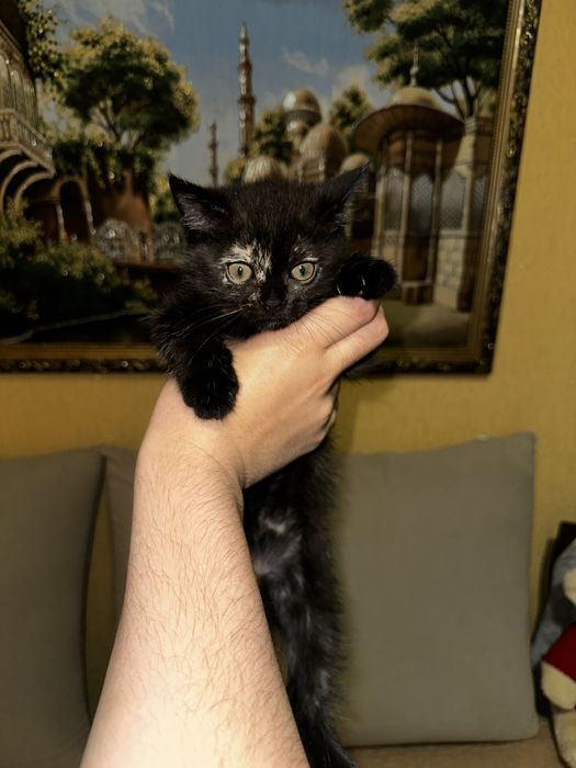 Отдам котенка скотиш страйт