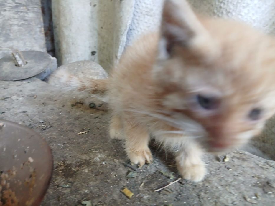 Котята бесплатно