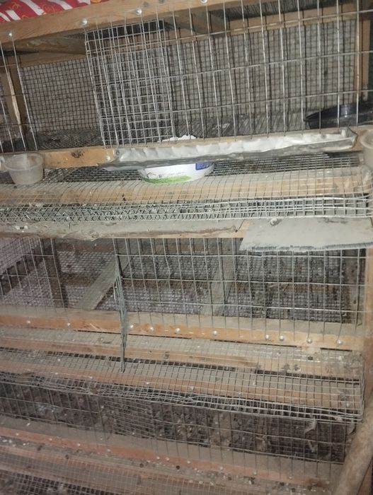 Bedana ga in4qavatli pishigʻ yasalgan 600min azgina kelishamiz