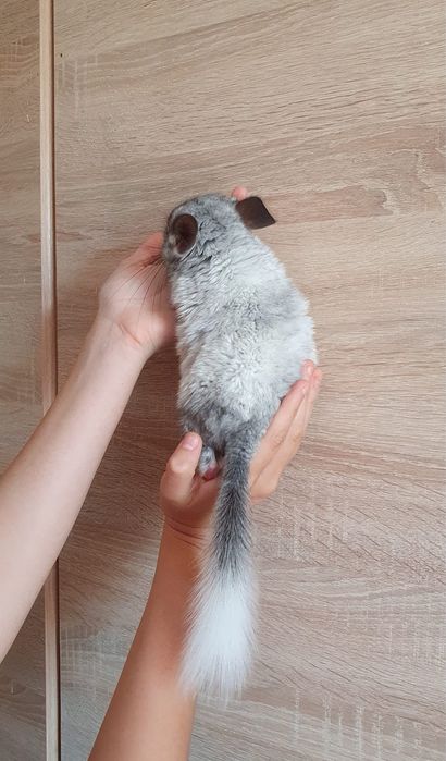 Pui chinchila 3 luni