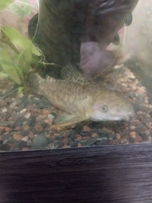 Обменяю рыбок аквариумных