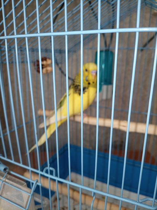 Продам попугая Рикки 5 месяцев