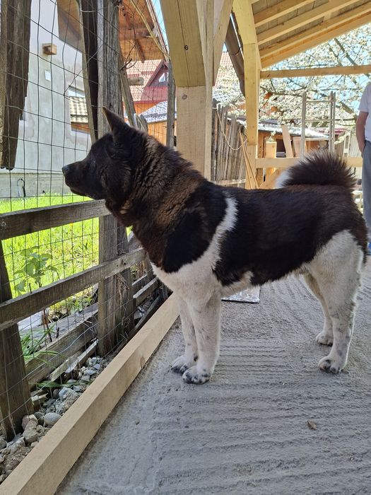 Akita American mascul