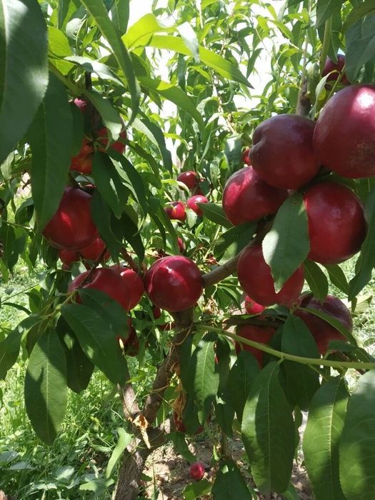 Жакси кощеттер бар