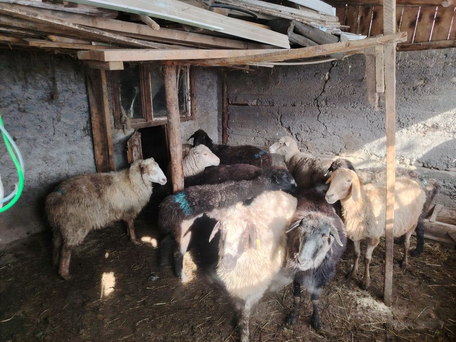 барашки на окoрме