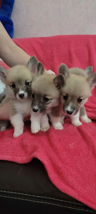 Продам щенков вельш корги пемброк