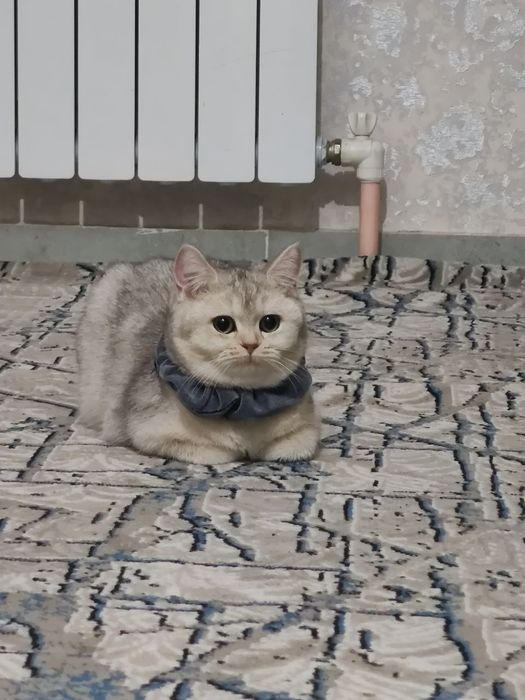 Qiz mushuk vyazka uchun techkasi kegan