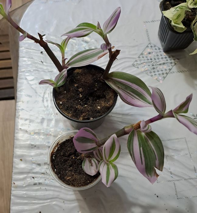 Продам комнатные цветы