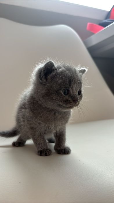 Британски котенца