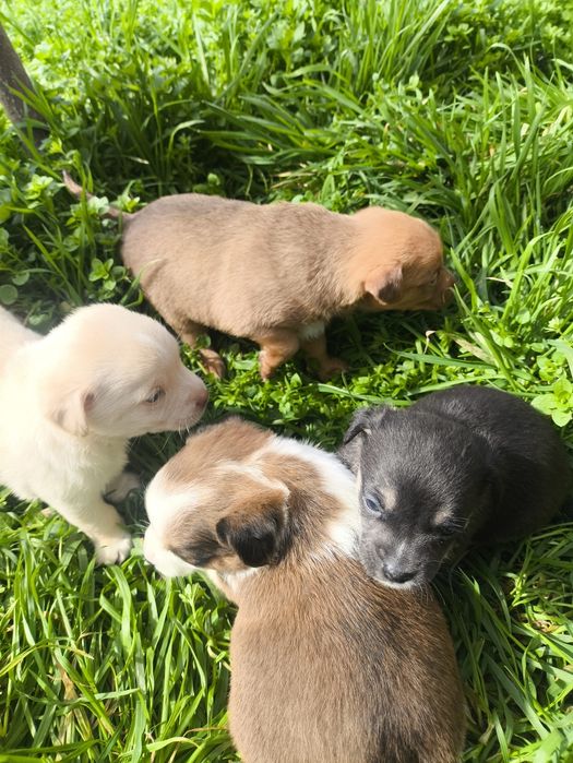 Четирима красавици си търсят дом