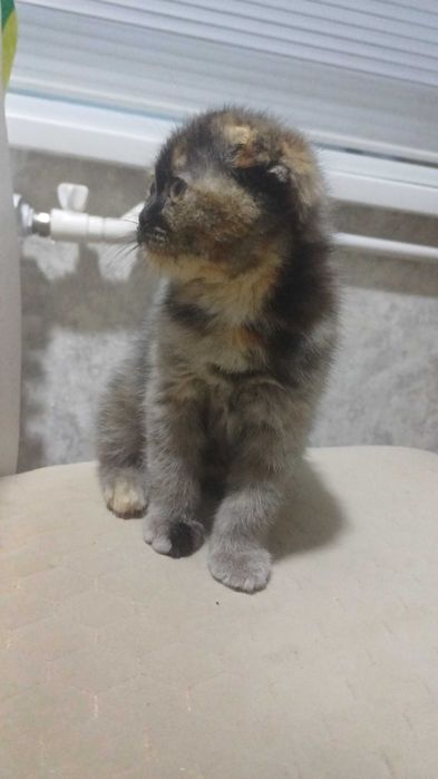 Вислоухий котенок