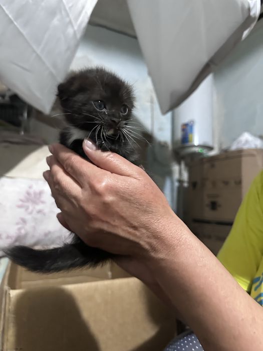 Котенок вислоухий мальчик, девочка