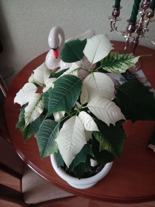 Пуансеттия белая