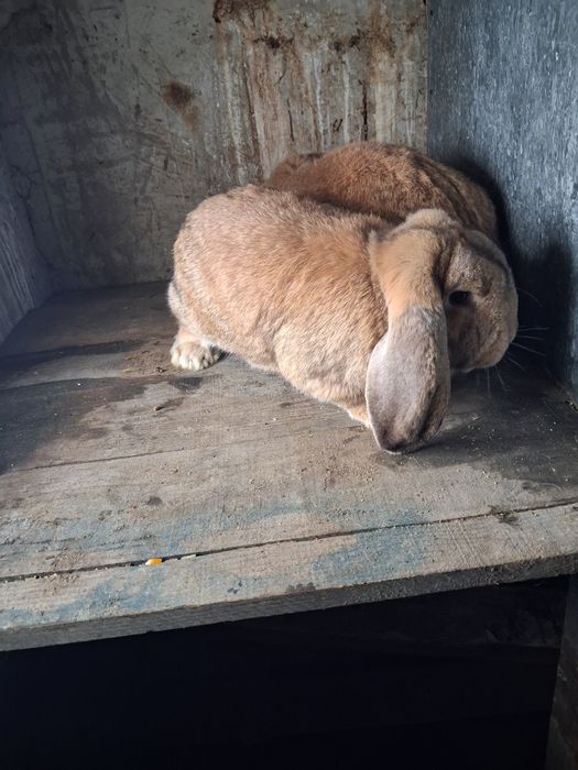 Vând mascul berbec german