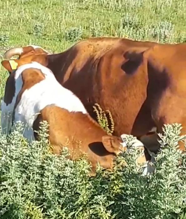 Vînd vacă  de 7 ani cu lapte fatată recent dar vițelul sa vândut