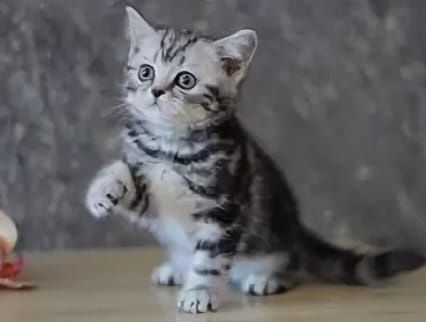 Шотланские котята