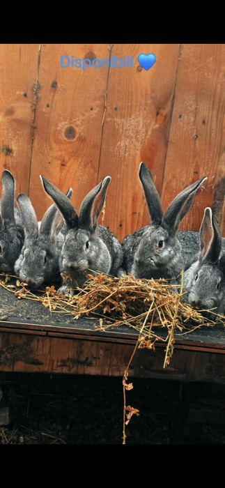 Disponibili Urias German Chinchila