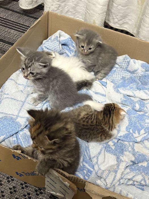 Отдам котят в добрые руки