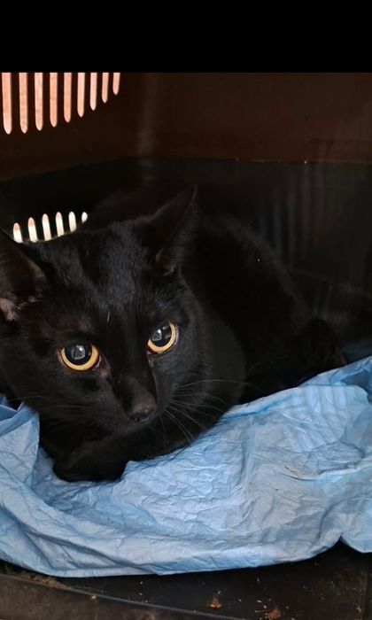 Умный  хороший котик Сёма в добрые руки!