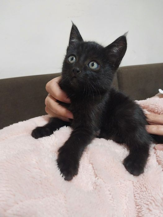 Отдам котёнка, мальчик