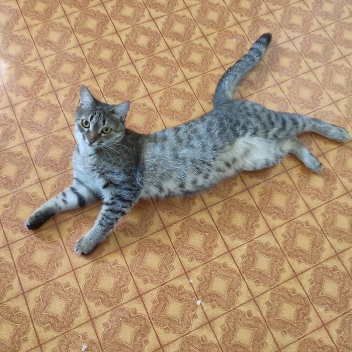 Кошка и кот  в добрые руки