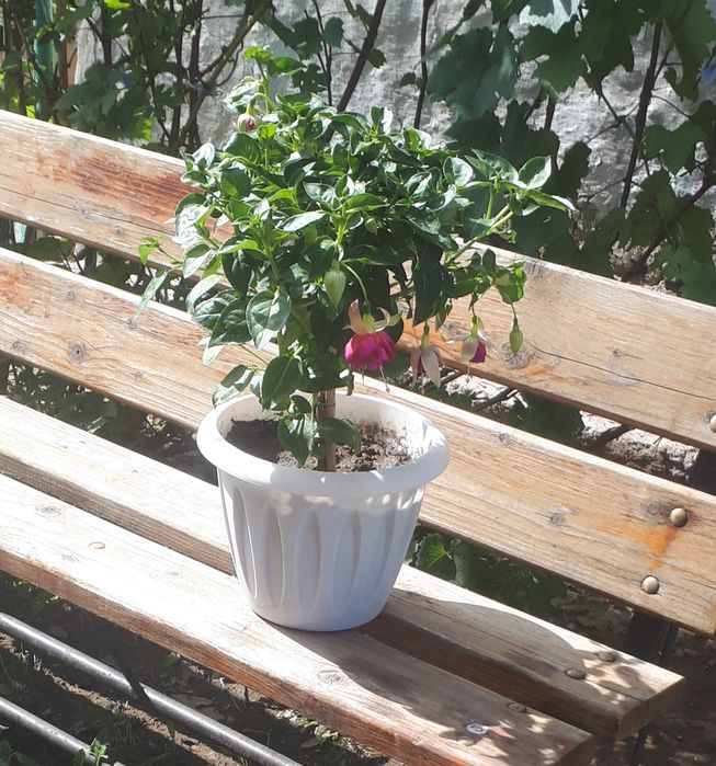 Продажа фуксии Tabu.