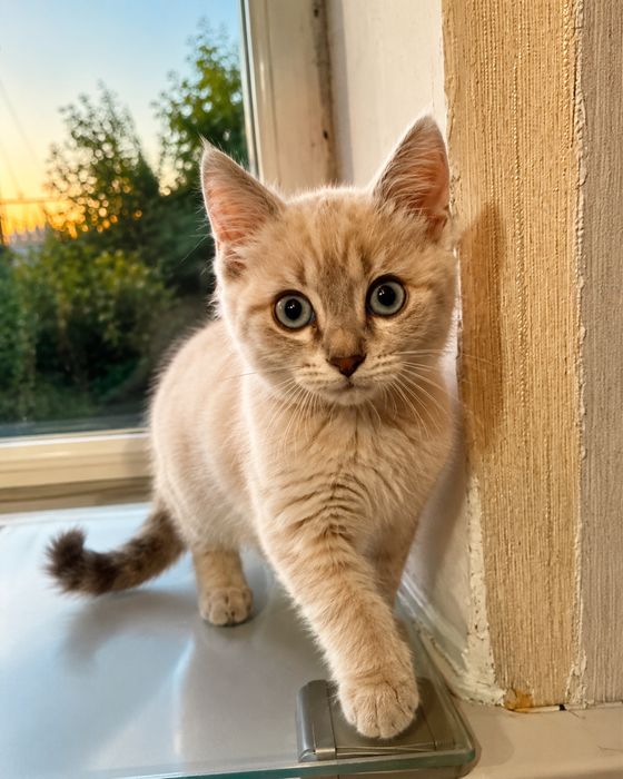 Отдам сиамского котенка