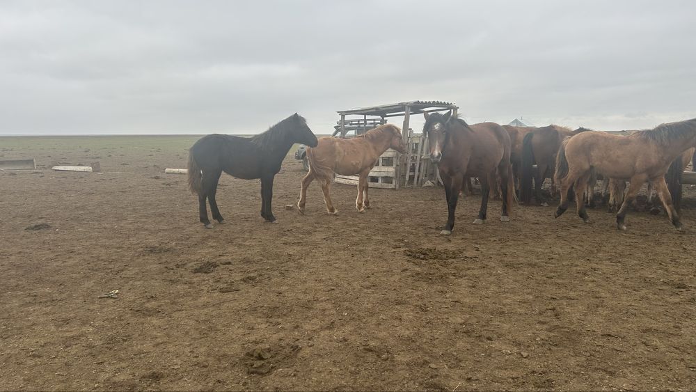 Жабағы соғым семіз