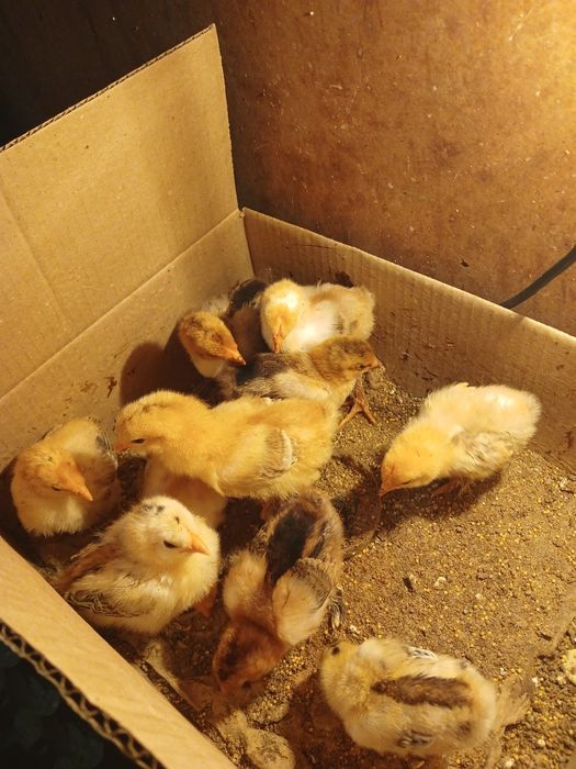 Продам брама цыплят