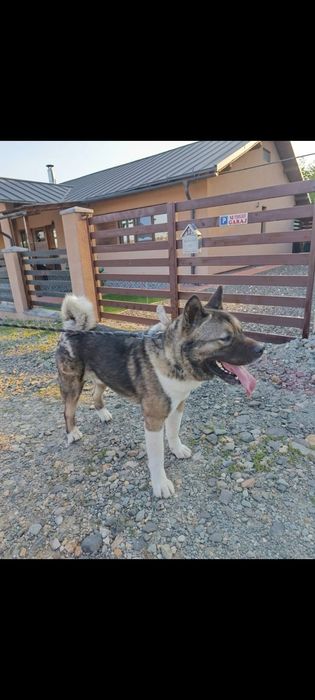 Done caine Akita American