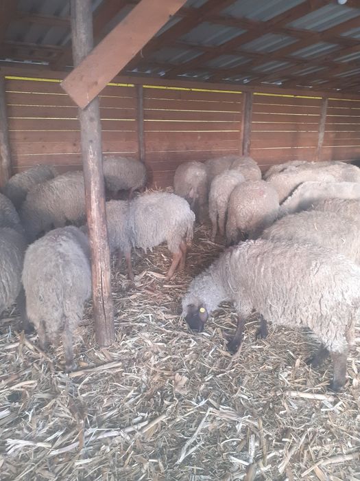 oi de vânzare, chiar și pe alese