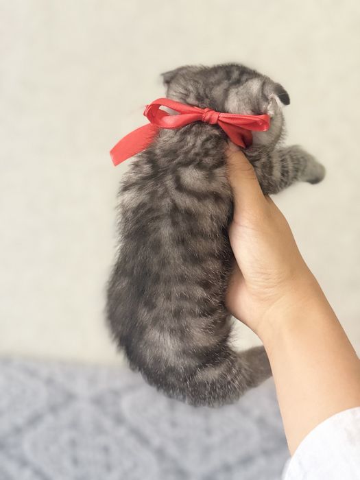 Шотландские вислоухие котята